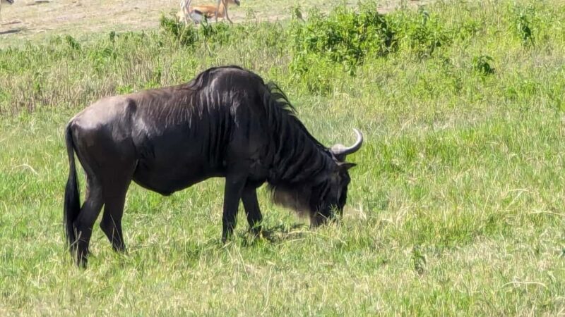 Moshi: 2-Day Tarangire and Ngorongoro Crater Safari - Key Points