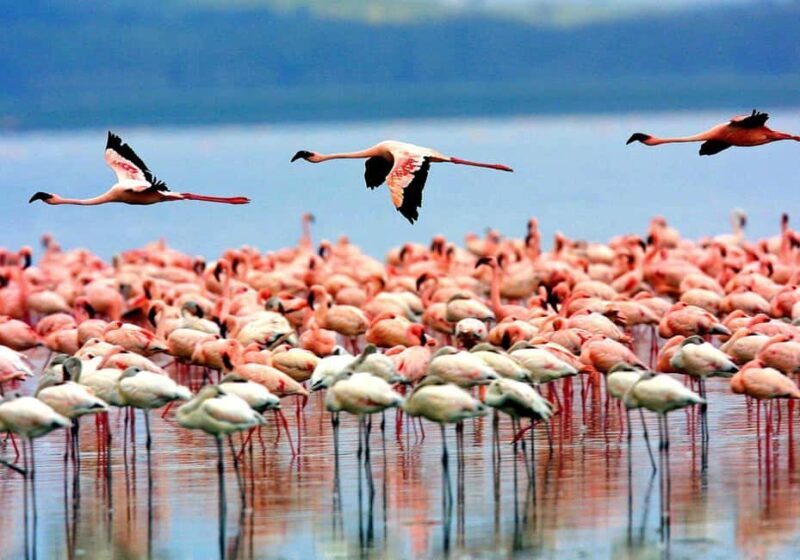 Moshi: 4-Day Ndutu Migration Safari and Ngorongoro Crater - What to Expect from This Adventure