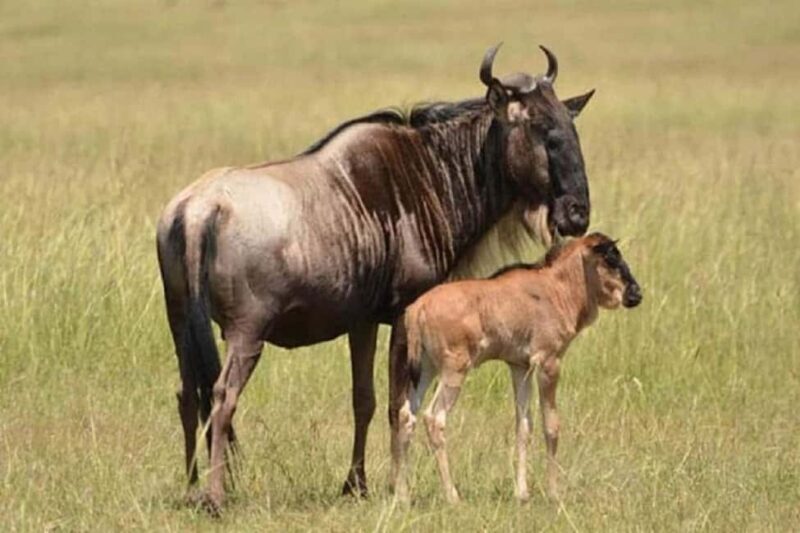 Moshi: 4-Day Ndutu Migration Safari and Ngorongoro Crater - The Practicalities: What’s Included and What to Keep in Mind