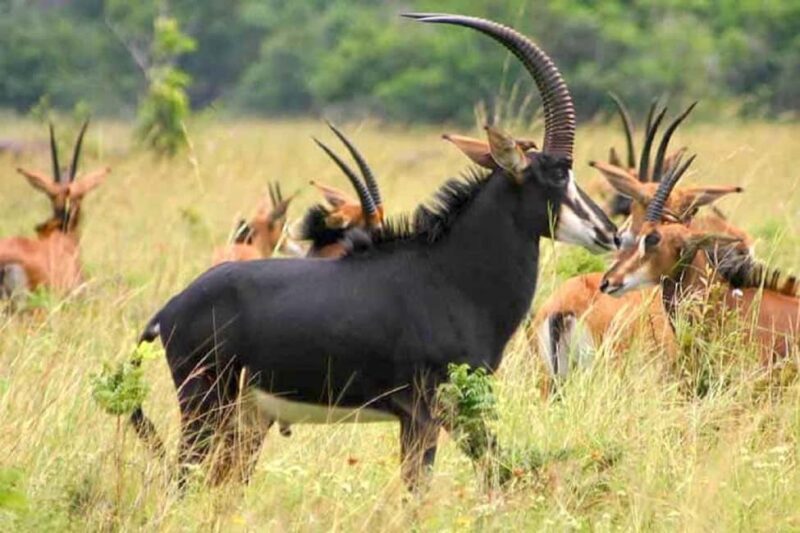 Moshi: 4-Day Ndutu Migration Safari and Ngorongoro Crater - Who Will Love This Safari?