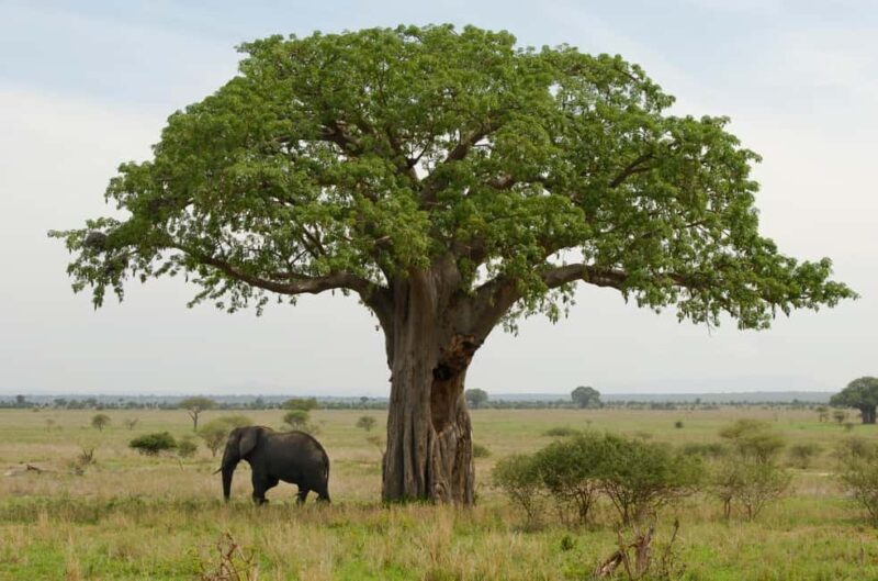 Moshi: 4-Day Serengeti and Ngorongoro Crater Camping Safari - Key Points