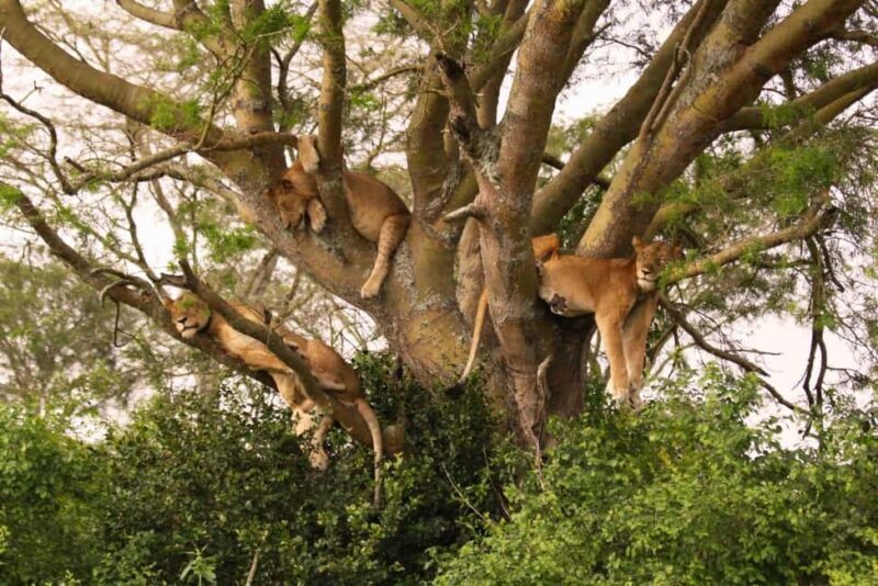Moshi: 4-Day Serengeti and Ngorongoro Crater Camping Safari - Introduction to the Safari Experience