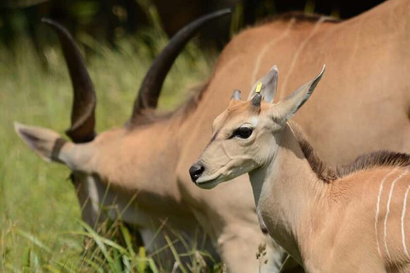 Moshi: 4-Day Serengeti and Ngorongoro Crater Camping Safari - What to Expect on the Ground