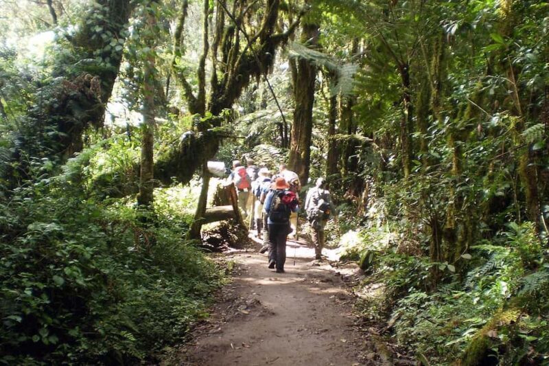 Moshi: 7 Days Rongai Route - Key Points