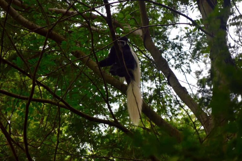 Moshi: Rau Forest (Hiking or Bike Tour) - The Experience Provider: Adventure Bats