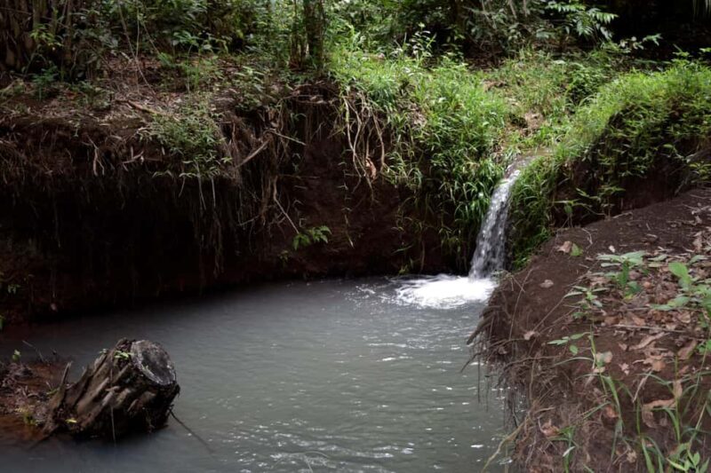 Moshi: Rau Forest (Hiking or Bike Tour) - Pricing and Value