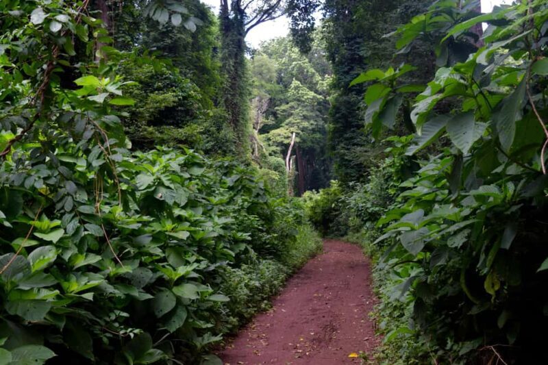Moshi: Rau Forest (Hiking or Bike Tour) - Who Would Enjoy This Tour?