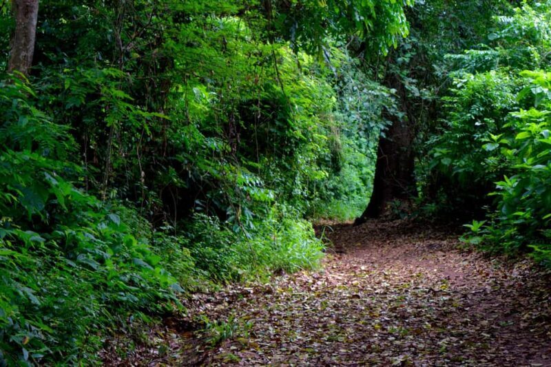 Moshi: Rau Forest (Hiking or Bike Tour) - Final Thoughts