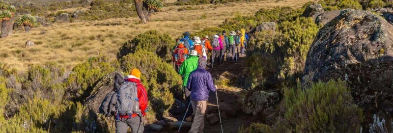 Moshi: Shira Plateau Day Trip with Hike and Scenic Drive - Key Points