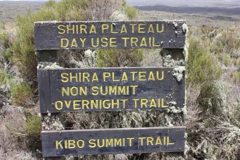 Moshi: Shira Plateau Day Trip with Hike and Scenic Drive - The Transport and Logistics