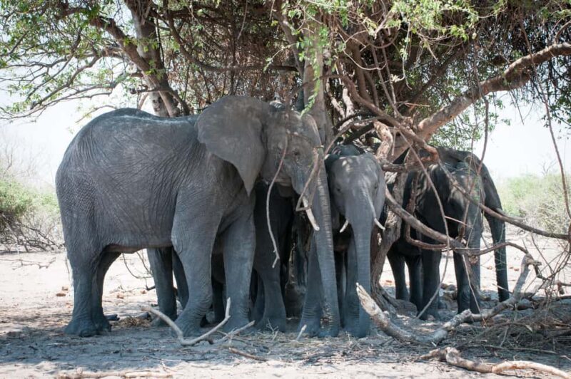 Mosi oa Tunya Game Drive and Rhino Walking Safari - FAQ