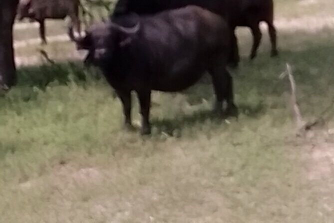 Mosi-oa-Tunya National Park Rhino Walk - An In-Depth Look at the Mosi-oa-Tunya Rhino Walk