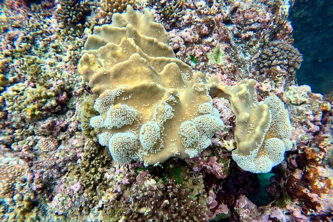 Moso Blue Cave Day Tour - FAQ