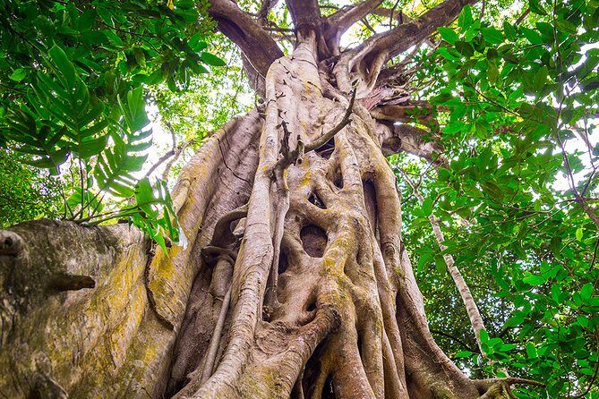 Mossman Gorge Adventure Day - Lunch and Additional Comforts