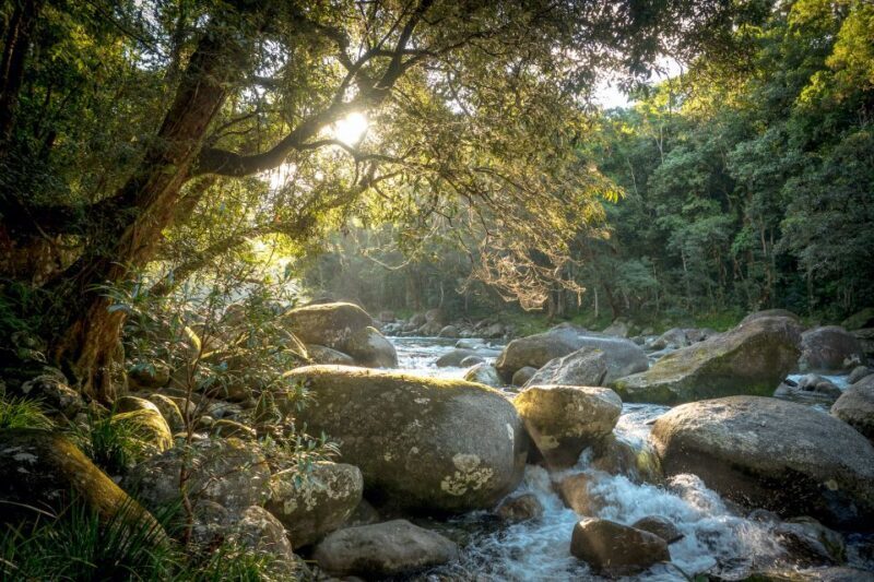 Mossman Gorge: Day Tour with River Drift Experience - Exploring the Day in Detail