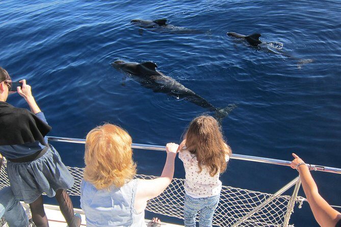 Most Famous Catamaran in Tenerife Island (2 hours and 3 hours tours) - The Experience: What to Expect