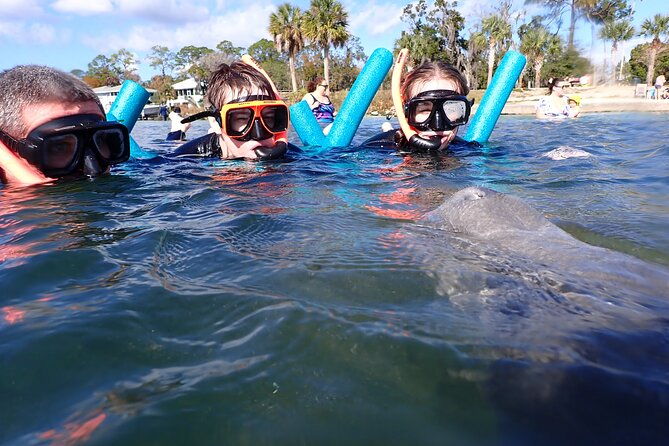 most-popular-3hr-manatee-swim-tour-in-water-guide