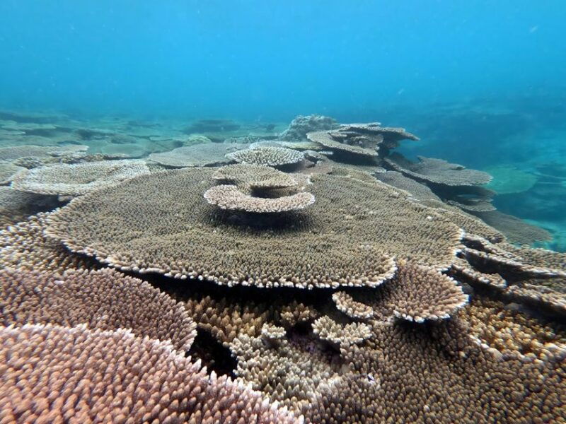 motobu-kayak-and-snorkel-private-booking