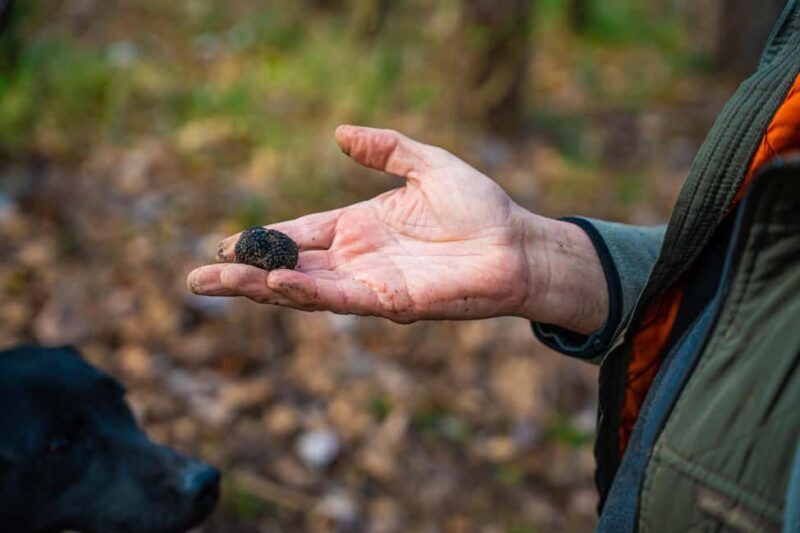 Motovun: Truffle Hunt & 3-Course Brunch with Locals - Motovun: Truffle Hunt & 3-Course Brunch with Locals — A Taste of Istrian Tradition