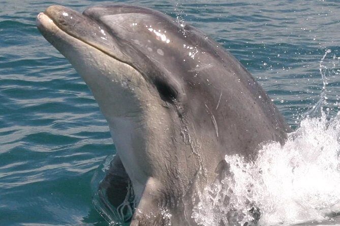 Motuara Wildlife Sanctuary Tour and Dolphin Cruise from Picton - The Sum Up