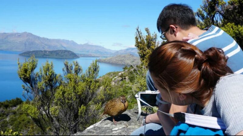 Mou Waho Island: 3-Hour Cruise and Guided Nature Walk - Discovering Mou Waho Island: What to Expect on the Tour