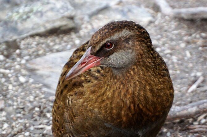 Mou Waho Island Cruise & Self-Guided Nature Walk - Key Points