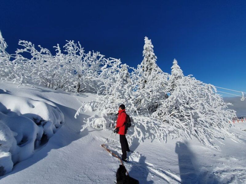 mount-arber-snowshoeing-in-the-bavarian-forest-guided-tour