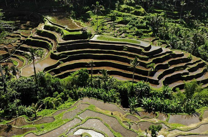 Mount Batur Jeep Sunrise Day Tour and Rice Terrace Waterfall - The Sum Up