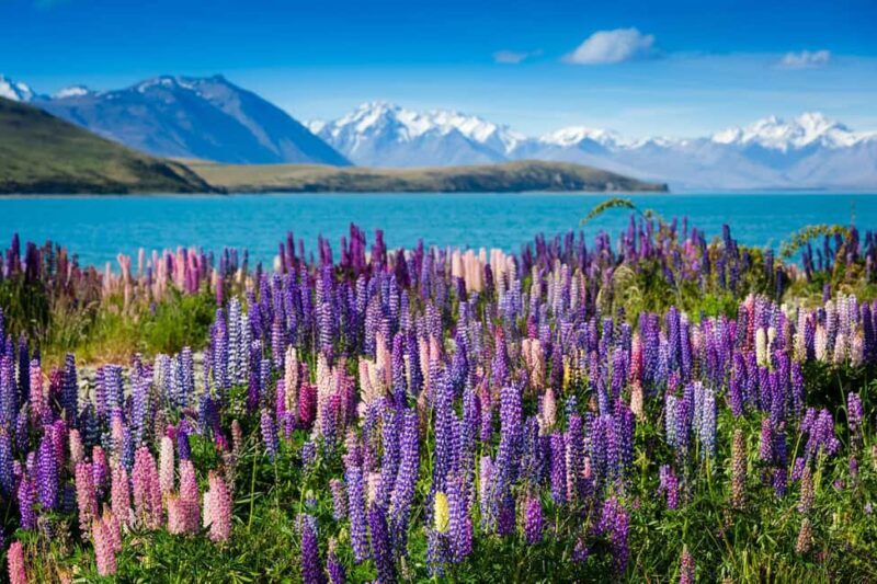 Mount Cook Day Tour: Mount Cook to Christchurch - Key Points
