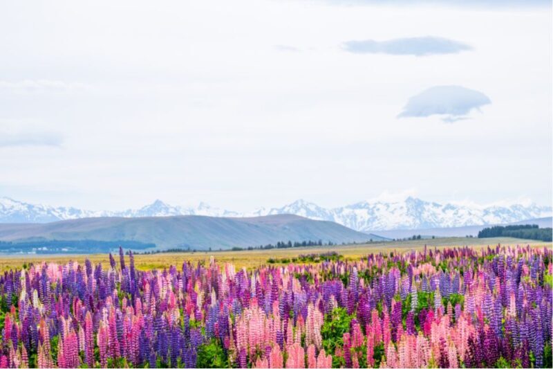 Mount Cook Full-Day Tour: Queenstown to Christchurch - The Full Scope of the Tour