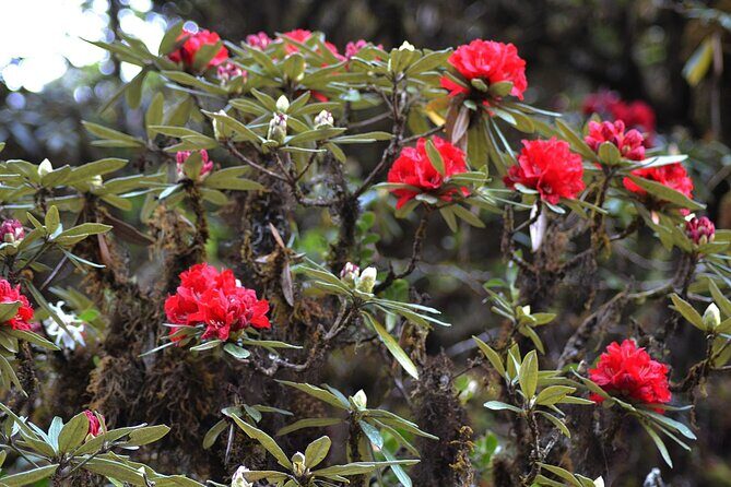 Mount Doi Inthanon National Park Sunrise and Hiking - Who Will Love This Tour?