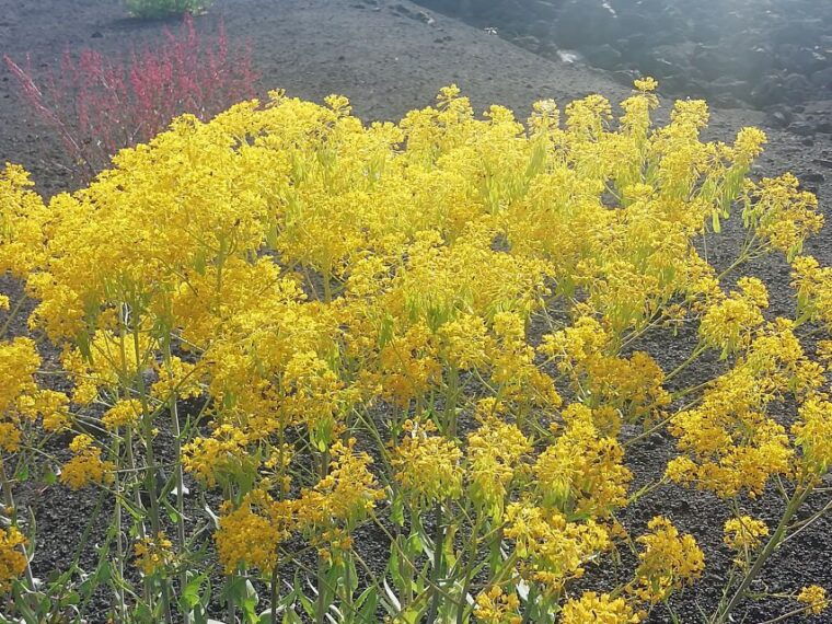 mount-etna-and-alcantara-gorges-day-trip