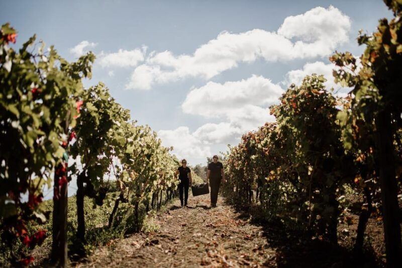 mount-etna-summit-craters-tour-and-wine-tasting