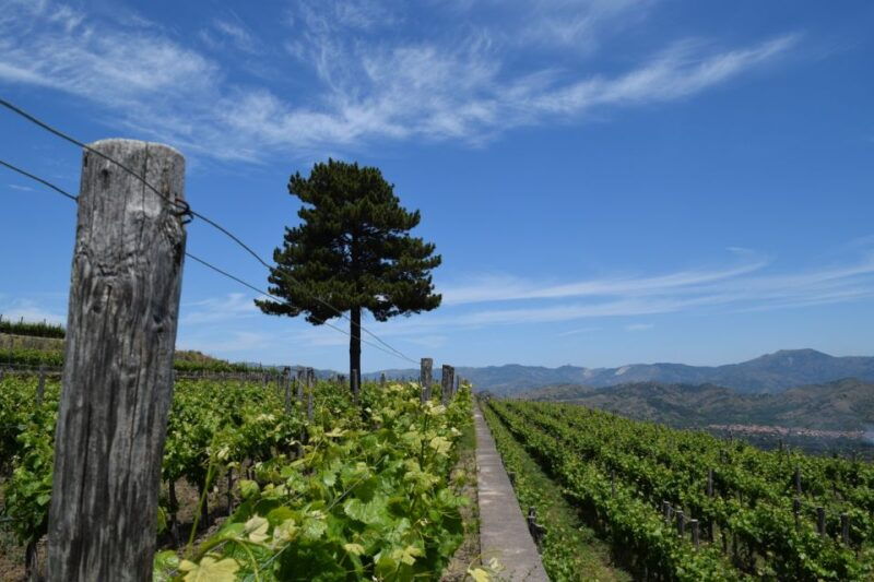 mount-etna-winery-tour-and-tasting