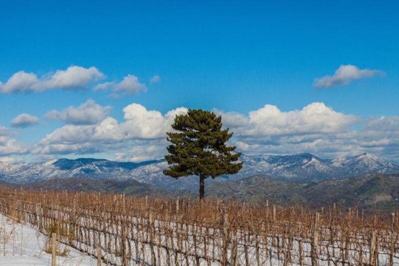 mount-etna-winery-tour-and-tasting