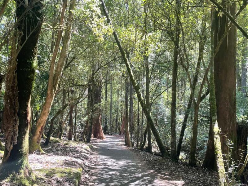 Mount Field National Park Russell Falls (6hr Private Tour) - Key Points