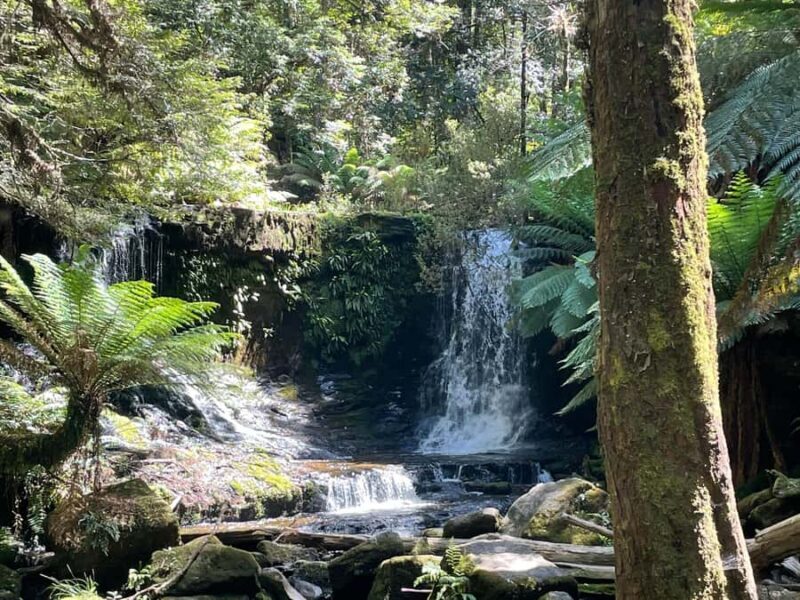 Mount Field National Park Russell Falls (6hr Private Tour) - An In-Depth Look at the Tour Experience