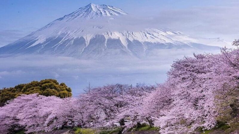 Mount Fuji and Hakone Full Day Private Sightseeing Tour - Key Points