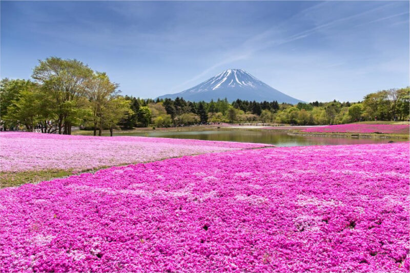 Mount Fuji and Hakone Tour with Personal Driver & Transport - Key Points
