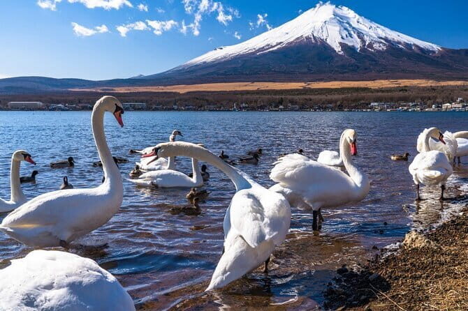 Mount Fuji Day Tour by Chartered Car - In-Depth Look at the Itinerary