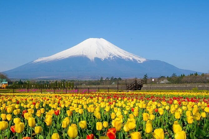 Mount Fuji Flower Viewing Limited Gotemba Outlet Tour - Final Thoughts