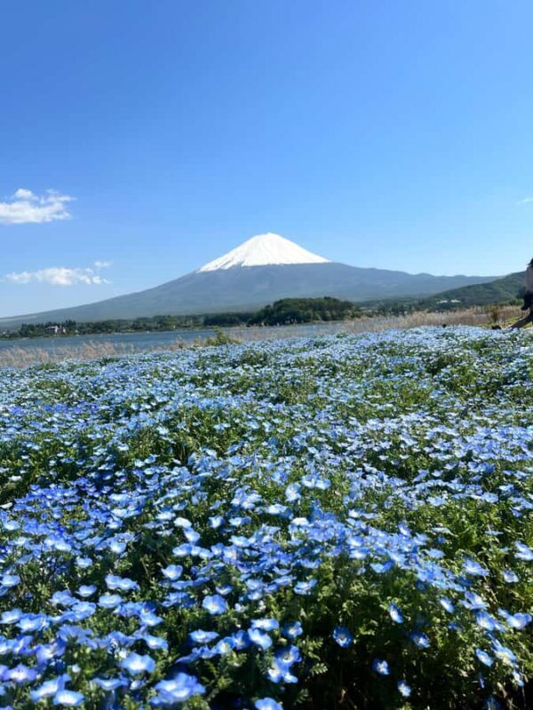 Mount Fuji Full-Day Private Tour from Tokyo (Customizable) - Practical Aspects: Price, Duration, and Accessibility