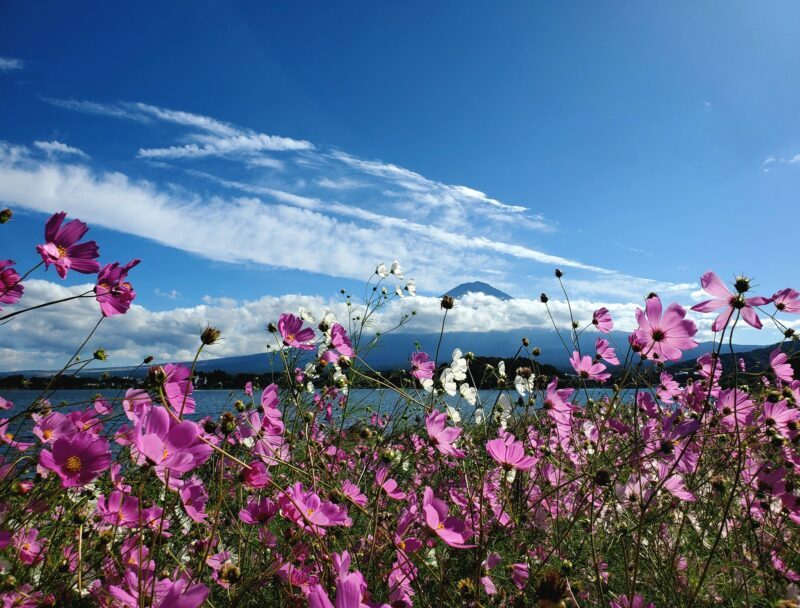 Mount Fuji & Hakone Private Tour with Bullet Train Return - Authentic Experiences and Insights from Others