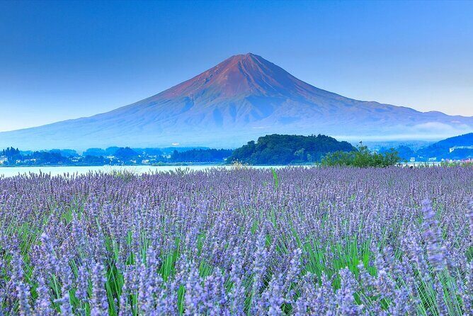 Mount Fuji, Oshino Hakkaiand,Hakone Ropeway Bus Tour Experience - An In-Depth Look at the Tour Itinerary