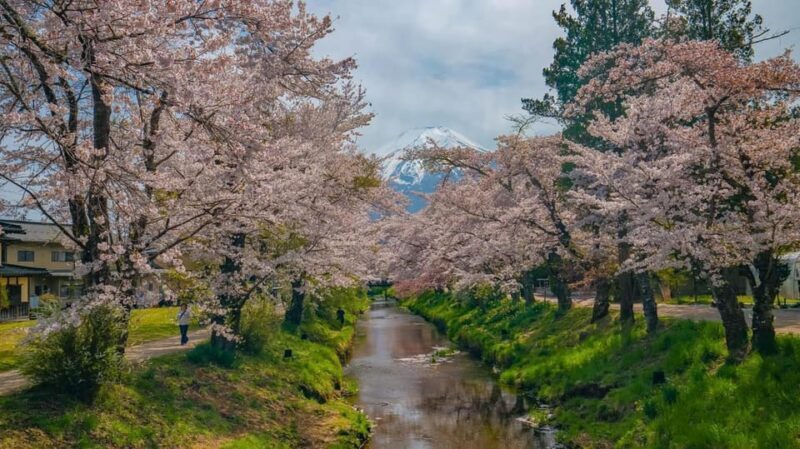 Mount Fuji Private Tour With English Speaking Driver/Guide - Practical Details & Value