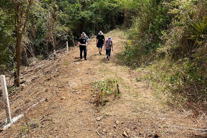 mount-healthy-national-park-private-hike-tour-in-tortola
