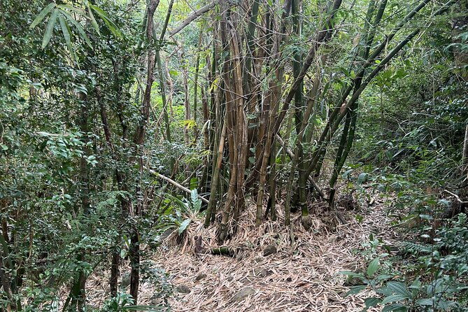 mount-healthy-national-park-private-hike-tour-in-tortola