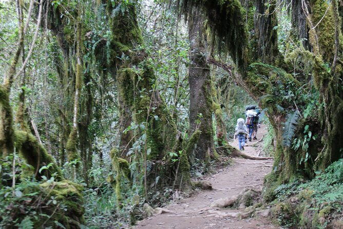 Mount Kilimanjaro Day Hike - The Sum Up: Who Is this Tour Perfect For?