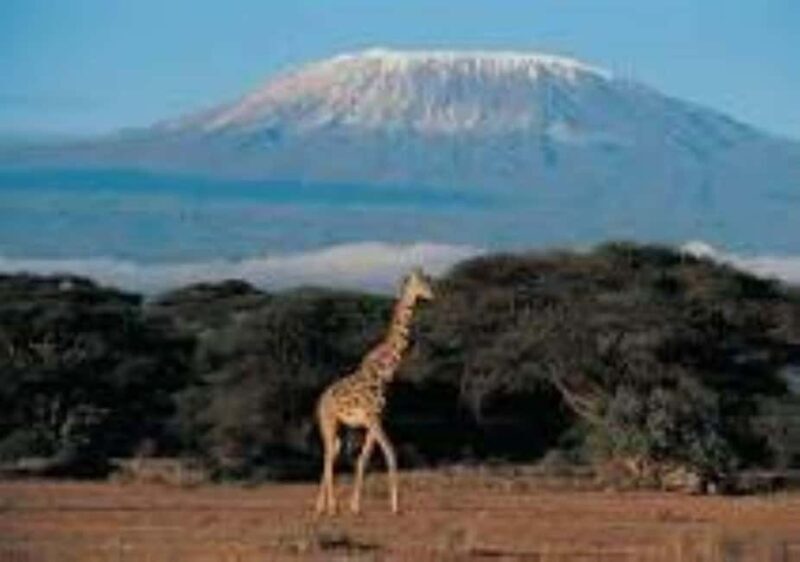 Mount Kilimanjaro National Park Day Trip - The Experience in Context: Is It Worth It?