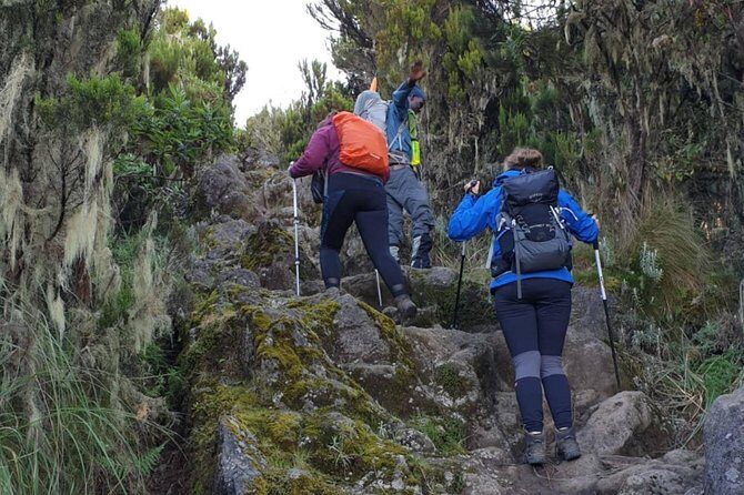 Mount Kilimanjaro Trek 7-Days: Lemosho Route - Additional Resources